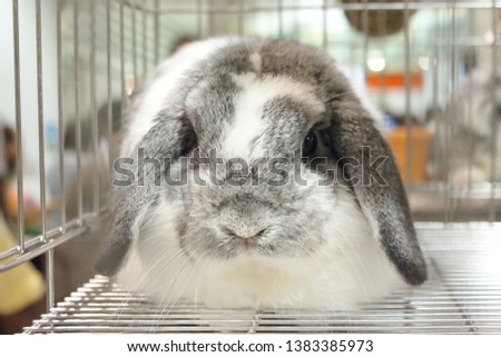 Cute rabbit is in the cage waiting for the kind person to take care.