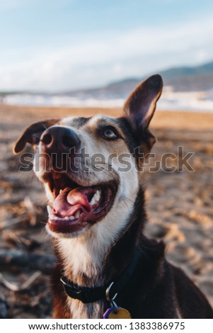Happy Dog on Beach with Tongue Out on Sunny Day