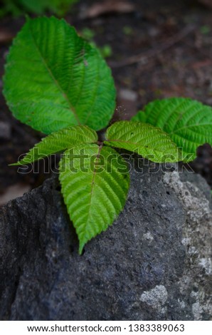 Leaves on stone, leaves in forest, plant in wildlife