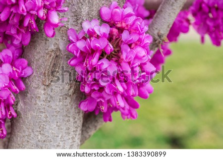 Purple  bauhinia  outdoors，Cercis chinensis，natural ,outdoor,pink,