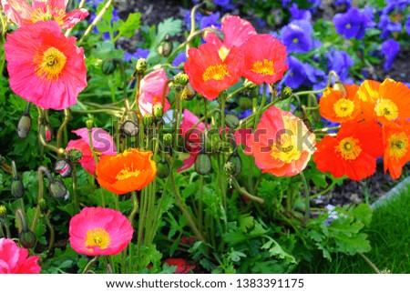 Colorful flower bed with poppies and blue pansies