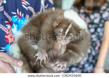 Adorable Pet skunk holding cuddling in hand