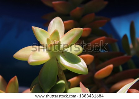 Beautiful green, orange and red potted succulent plants with blue background.
