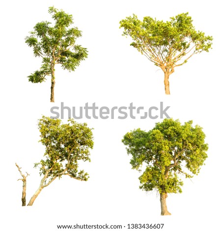 Collection of isolate pictures of green tree. Large perennial on white background. tree dicut at isolated. Beautiful green trees in Thailand Used for teaching biology of plants.