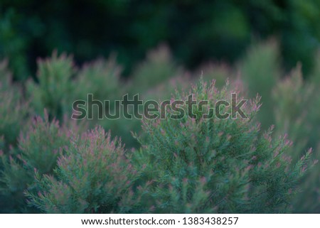 little green leaf pink flower background