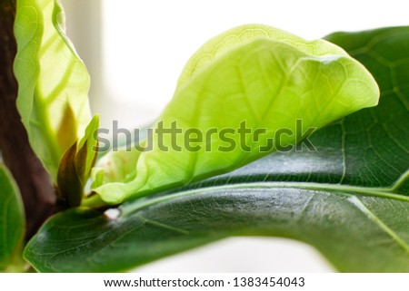 New young leafs of fiddle leaf fig. Royalty-Free Stock Photo #1383454043