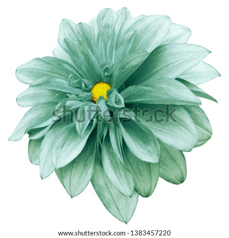 flower isolated  turquoise-green dahlia on a white  background with clipping path.  For design.  Closeup.  Nature. 