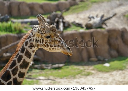 Side view of a giraffe's head