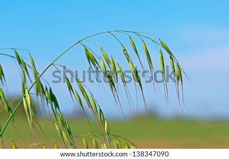 wild oat on a clear day Royalty-Free Stock Photo #138347090
