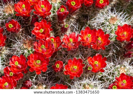 USA, Nevada, Clark County, Gold Butte National Monument: The brillant red flowers of the humingbird pollinated Mojave kingcup claretcup cactus (Echinocereus triglochidiatus) Royalty-Free Stock Photo #1383471650