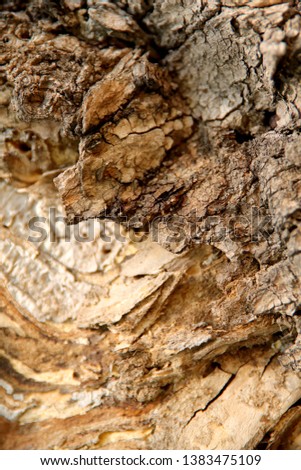 Blurred abstract background. The texture of the trunk of an old tree with cracks and convolutions. Cropped shot, vertical, place for text, no one. Nature concept