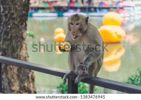 monkey eating a corn