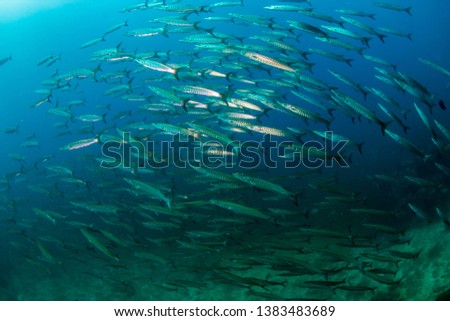 Schooling Barracuda on a tropical coral reef