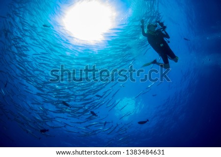 SCUBA divers next to a swirling tornado of Barracuda