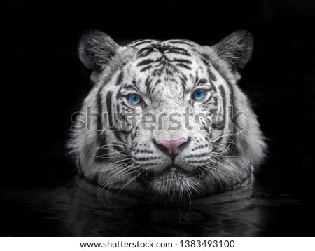 Face of Siberian white tiger on a black background.