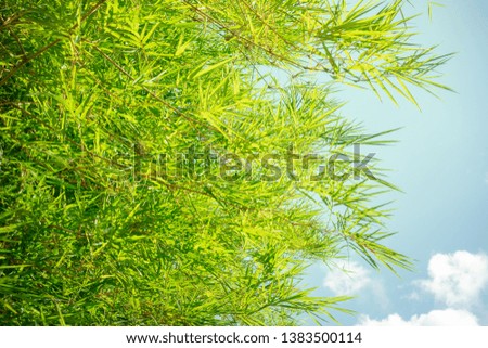 Bamboo forest, green nature background - photo