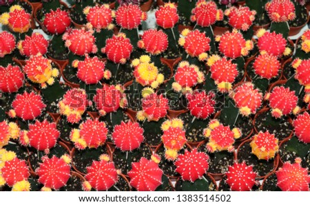 Background pattern of red and yellow color of gymnocalycium mihanovichii cactus or Moon cactus plant.