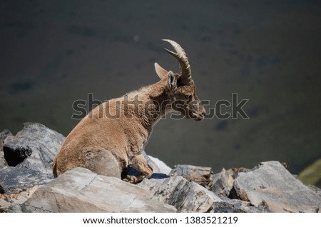 Mountain goat on top on a stone. 