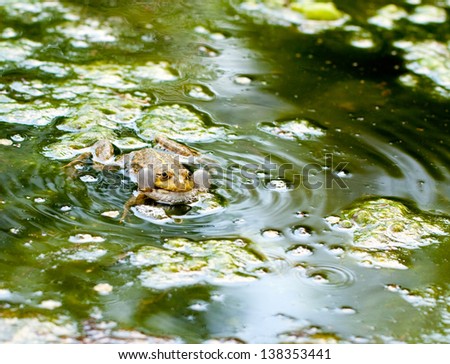 Croak big frog sitting in the water and blew bubbles