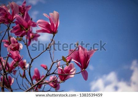 Beautiful magnolia flowers in nature