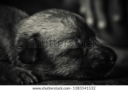 cute pictures of puppies sleeping