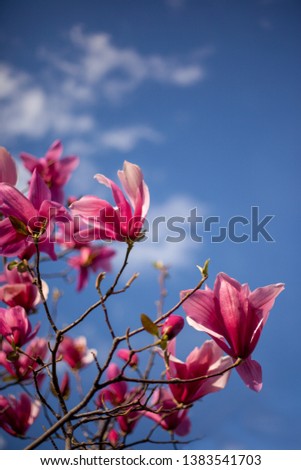 Beautiful magnolia flowers in nature