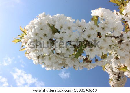 white almond blossom sky background