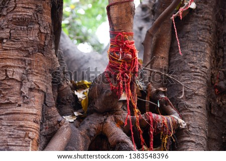 Tree worshiped as Hindu religious belief