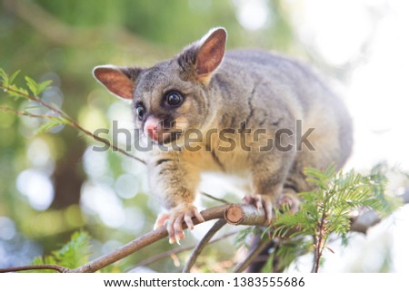 Young possum walking along a long narrow gumtree branch