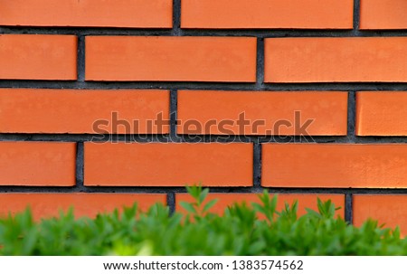 Green small leaves of a bush on a background of a brick wall. Cut off picture, horizontal, place for text, nobody, background, outdoors. Nature's concept