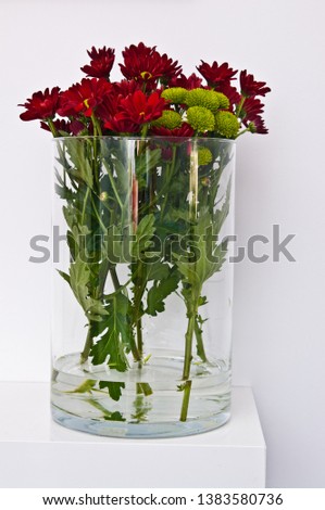 A modern glass vase or jar with a bunch of decorative red and green spring flowers. Oxeye daisy plants on white background.