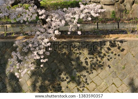 cherry blossom season sakura trees