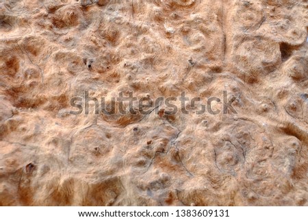 Close up texture of Ormosia wood texture