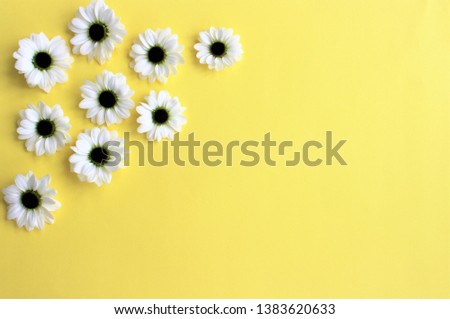 White chrysanthemum flowers on yellow background. Background for congratulations and postcards.