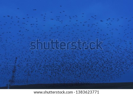 A flock of birds flying over the steppe. Birds against the blue evening sky. Road trip. Green steppe in the late evening.