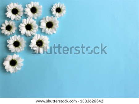 White chrysanthemum flowers on a light blue background. Background for congratulations and postcards.