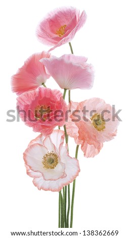Studio Shot of Pink and Orange Colored Poppy Flowers Isolated on White Background. Large Depth of Field (DOF). Macro. Symbol of Sleep, Oblivion and Imagination.