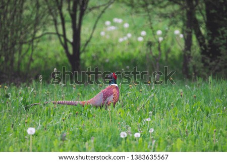 A very colorful pheasant roams the green fields in search of food in the Po valley