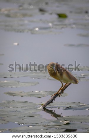Squacco heron in a protected nature reserve full of other birds in a wetland important for migration in the Po valley