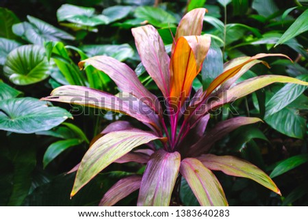 A shot of a colorful jungle plant in Thailand.