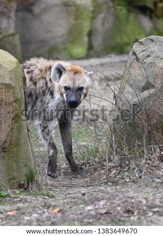 a spotted hyena  hides among rocks waiting for prey