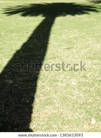 Shadow of a tall palm tree on dry grass