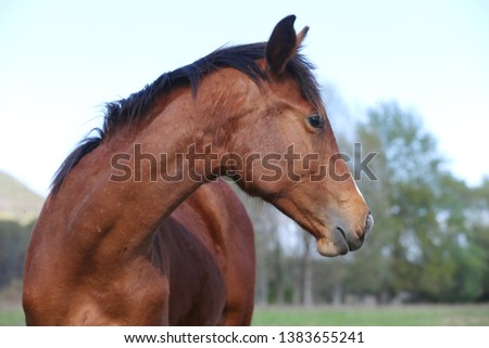 Portrait of calm young thoroughbred stallion with shining hair standing on a sunny springtime day against green meadow background