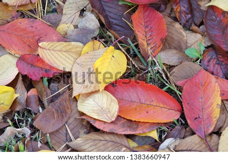 autumnal tints, colorful fallen leaves
