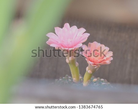 Close-up photos of pink flower cactus in pots in soft light  on blur background
