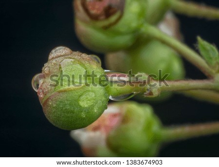 droplets on pinky white tetracera climber bud
