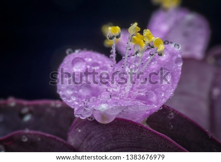 dew drops on the Setcreasea pallida petal