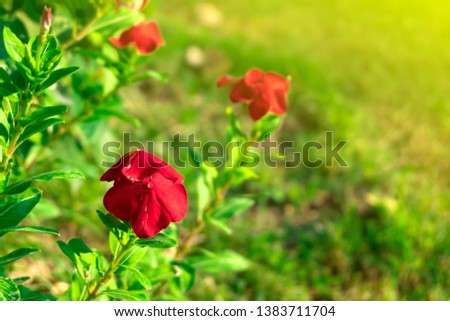 cute red flowers that bloom in relax time receive the soft light of the sun on the morning of spring with a blurred background