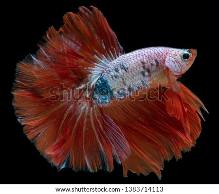 Betta fish, siamese fighting fish Half moon king of multi color beautiful closeup, betta splendens on black background
