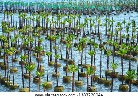 Mangrove Tree of Mangrove Forest. Seedlings grown on the coast Planted to take care of the coast Small trees of mangrove trees are growing. At Samsarn Island, Chonburi.Thailand. Royalty-Free Stock Photo #1383720044